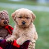 Image of Arnold, a Golden Retriever puppy