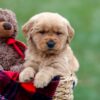 Image of Arnold, a Golden Retriever puppy