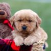 Image of Arnold, a Golden Retriever puppy