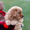 Image of Arnold, a Golden Retriever puppy