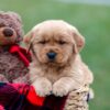 Image of Arnold, a Golden Retriever puppy