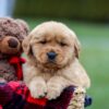 Image of Arnold, a Golden Retriever puppy