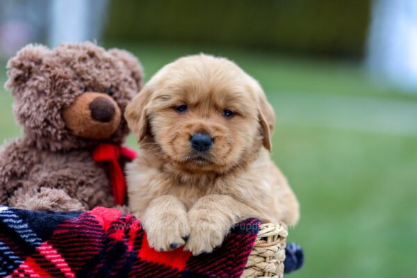 Image of Arnold, a Golden Retriever puppy