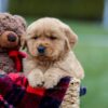 Image of Arnold, a Golden Retriever puppy