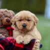 Image of Arnold, a Golden Retriever puppy