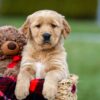 Image of Arthur, a Golden Retriever puppy