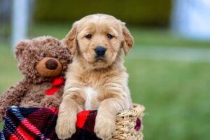 Image of Arthur, a Golden Retriever puppy