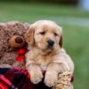 Image of Arthur, a Golden Retriever puppy