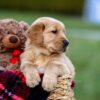 Image of Arthur, a Golden Retriever puppy