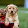 Image of Arthur, a Golden Retriever puppy