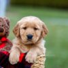 Image of Arthur, a Golden Retriever puppy