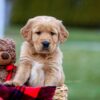 Image of Arthur, a Golden Retriever puppy