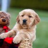 Image of Arthur, a Golden Retriever puppy