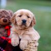 Image of Arthur, a Golden Retriever puppy