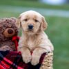 Image of Asher, a Golden Retriever puppy