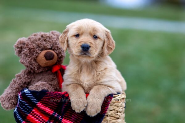 Image of Asher, a Golden Retriever puppy