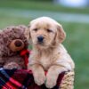 Image of Asher, a Golden Retriever puppy