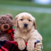 Image of Asher, a Golden Retriever puppy