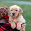 Image of Asher, a Golden Retriever puppy