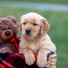 Image of Asher, a Golden Retriever puppy