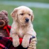 Image of Asher, a Golden Retriever puppy