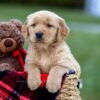 Image of Asher, a Golden Retriever puppy