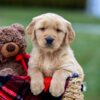 Image of Asher, a Golden Retriever puppy