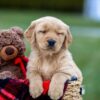 Image of Asher, a Golden Retriever puppy