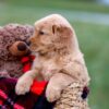 Image of Ashley, a Golden Retriever puppy