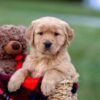 Image of Ashley, a Golden Retriever puppy