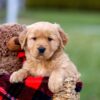 Image of Ashley, a Golden Retriever puppy