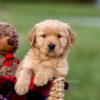 Image of Ashley, a Golden Retriever puppy