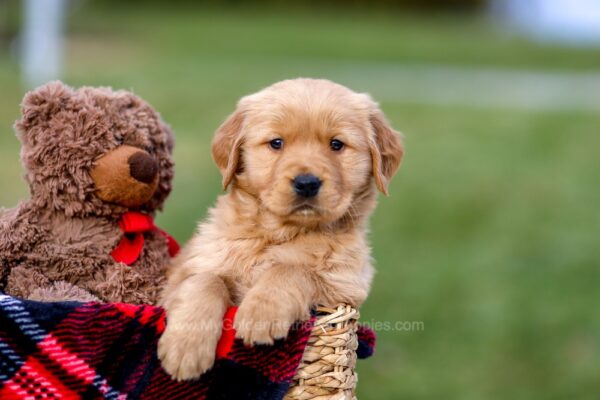 Image of Ashley, a Golden Retriever puppy