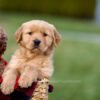 Image of Ashley, a Golden Retriever puppy