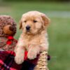 Image of Ashley, a Golden Retriever puppy