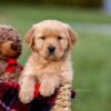 Image of Ashley, a Golden Retriever puppy