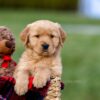 Image of Ashley, a Golden Retriever puppy