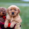 Image of Austin, a Golden Retriever puppy