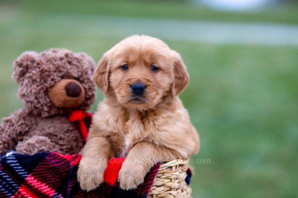 Image of Austin, a Golden Retriever puppy