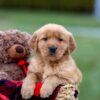 Image of Austin, a Golden Retriever puppy