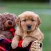 Image of Austin, a Golden Retriever puppy