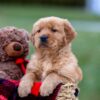 Image of Austin, a Golden Retriever puppy