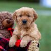 Image of Austin, a Golden Retriever puppy