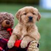 Image of Austin, a Golden Retriever puppy