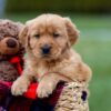 Image of Austin, a Golden Retriever puppy