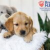 Image of Bailey, a Golden Retriever puppy