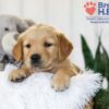 Image of Bailey, a Golden Retriever puppy