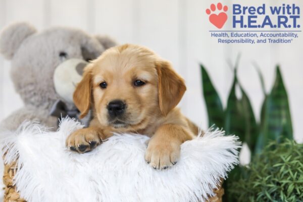 Image of Bailey, a Golden Retriever puppy