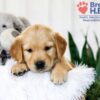 Image of Bailey, a Golden Retriever puppy