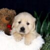 Image of Barney, a Golden Retriever puppy